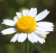 Die Röhrenblüten öffnen sich nacheinander über mehrere Tage. (Bild: W. Wohlers, JKI)