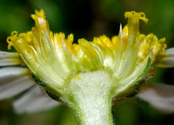 Gefülltes Blütenkörbchen und gelbe Röhrenblüten – Fornax, CC BY-SA 3.0