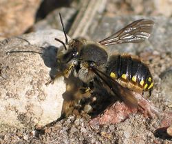 Große Wollbiene: Männchen - soebe, CC BY-SA 3.0