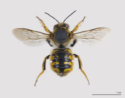Große Wollbiene: Männchen - Didier Descouens, CC BY-SA 3.0