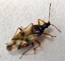 Anthocoris nemorum1.jpg