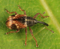 Anthonomus signatus BugGuide434015.jpg