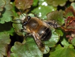 Gemeine Pelzbiene: Alttier (adult) - Fritz Geller-Grimm, CC BY-SA 2.5