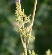 Blatt mit drei Fiederpaaren. (Bild: W. Wohlers, JKI)