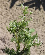 Ein Trieb in voller Blüte. (Bild: W. Wohlers)