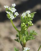 Blüten und Knospen. (Bild: W. Wohlers)