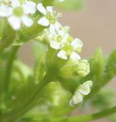 Gerade sich öffnende Blüten, eine mit noch geschlossenen, hellgrünen Antheren. (Bild: W. Wohlers)