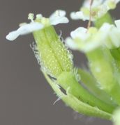 Eine Blüte von der Seite mit der unterständigen Frucht und der schütteren Behaarung am Stiel. Leider etwas unscharf. (Bild: W. Wohlers, JKI)