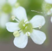 Zwei offenen Antheren mit weißem Pollen, der auch bereits an den Narben haftet. (Bild: W. Wohlers, JKI)