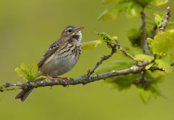Baumpieper - Vogelartinfo, GFDL 1.2