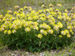 Anthyllis vulneraria 'Littoral basque' 1.JPG