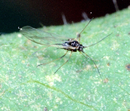 Aphis gossypii Wikimedia.png