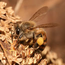 Apis mellifera Tanzania.jpg