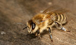 Westliche Honigbiene:  Richard Bartz, Munich Makro Freak & Beemaster Hubert Seibring, CC BY-SA 2.5