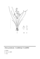 Alisma gramineum