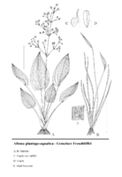 Alisma plantago-aquatica