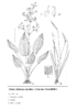 Alisma plantago-aquatica