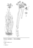 Butomus umbellatus