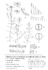 Callitriche brutia var. hamulata und var. brutia (Zeichnung: Dagmar Wassong)