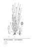 Eleocharis acicularis