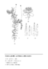 Elodea nuttallii und E. callitrichoides