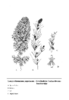 Lamprothamnium papulosum