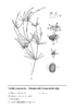 Nitella translucens