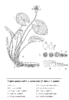 Nuphar pumila und N.  × spenneriana