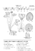 Nymphaea alba, N. candida und N.  × borealis