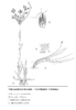 Schoenoplectus lacustris