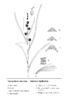 Sparganium emersum