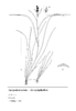 Sparganium natans