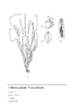 Vallisneria spiralis