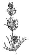 AquMakroph p23 CharidenIcon Dagmar Wassong.png