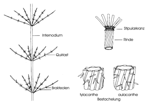 AquMakroph p24-Abb-5-1a Armleuchteralgen Dagmar Wassong.png