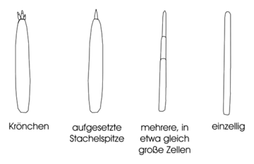 Enden der Quirläste