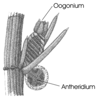 Oogonium und Antheridium