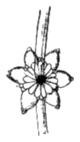 Bulbille