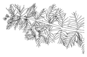 AquMakroph p48 MyriophyllidenIcon Dagmar Wassong.png