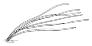 AquMakroph p63 VallisneridenIcon Dagmar Wassong.png