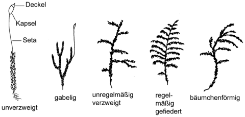 Verzweigungstypen der Laubmoose (Zeichnung: Birgit Kreimeier)