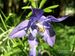 Aquilegia-vulgaris Biel-2 BIB.jpg