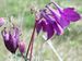 Aquilegia-vulgaris Biel-4 BIB.jpg