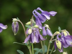 Gewöhnliche Akelei: Blüte – BerndH, CC BY-SA 3.0