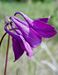 Aquilegiavulgaris-2-160504 Bi.jpg