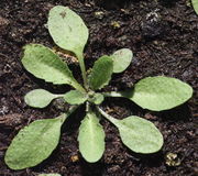 Eine große Rosette mit 2 cm langen Blättern plus Stiel kurz bevor die Blütenstängel treiben.  (Bild: W. Wohlers, JKI)