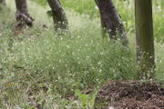 Arabidopsis kann dichte Bestände bilden, die fast schleierartig wirken. (Bild: W. Wohlers, JKI)