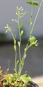 Wenn der Topf plötzlich besser gegossen wird, treibt Arabidopsis neu aus. (Bild: W. Wohlers)