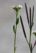 Die Stängel tragen nur wenige kleine Blätter. Im Hintergrund Cardamine hirsuta. (Bild: W. Wohlers, JKI)