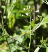 Blüten an Hauptstängel und Seitentrieben. (Bild: W. Wohlers, JKI)